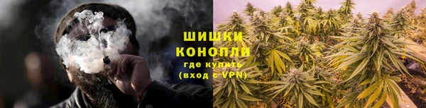 прущие грибы Вязники