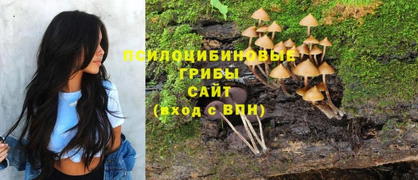 прущие грибы Вязники